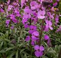 Erysimum Bowles Mauve